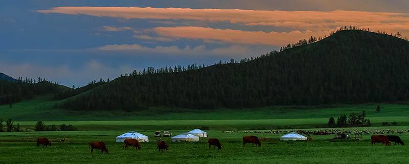 mongolian summer 